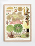 Raw Wood Framed Great Barrier Reef Anemones Vintage Illustrations Wall Art Prints